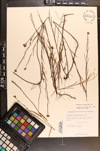 Ludwigia suffruticosa image