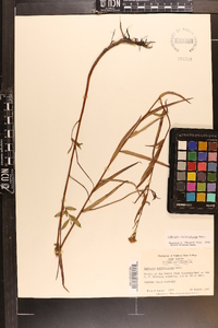 Ludwigia suffruticosa image