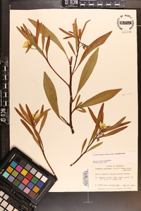 Ludwigia uruguayensis image