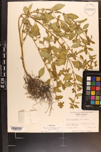 Cuphea carthagenensis image