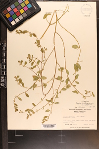Cuphea carthagenensis image