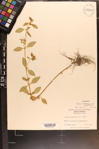Cuphea carthagenensis image