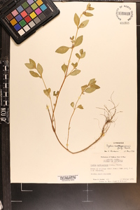 Cuphea carthagenensis image