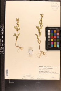 Cuphea viscosissima image