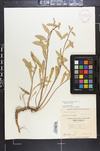 Oenothera humifusa image