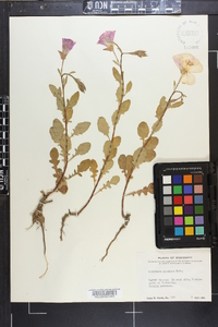 Oenothera speciosa image
