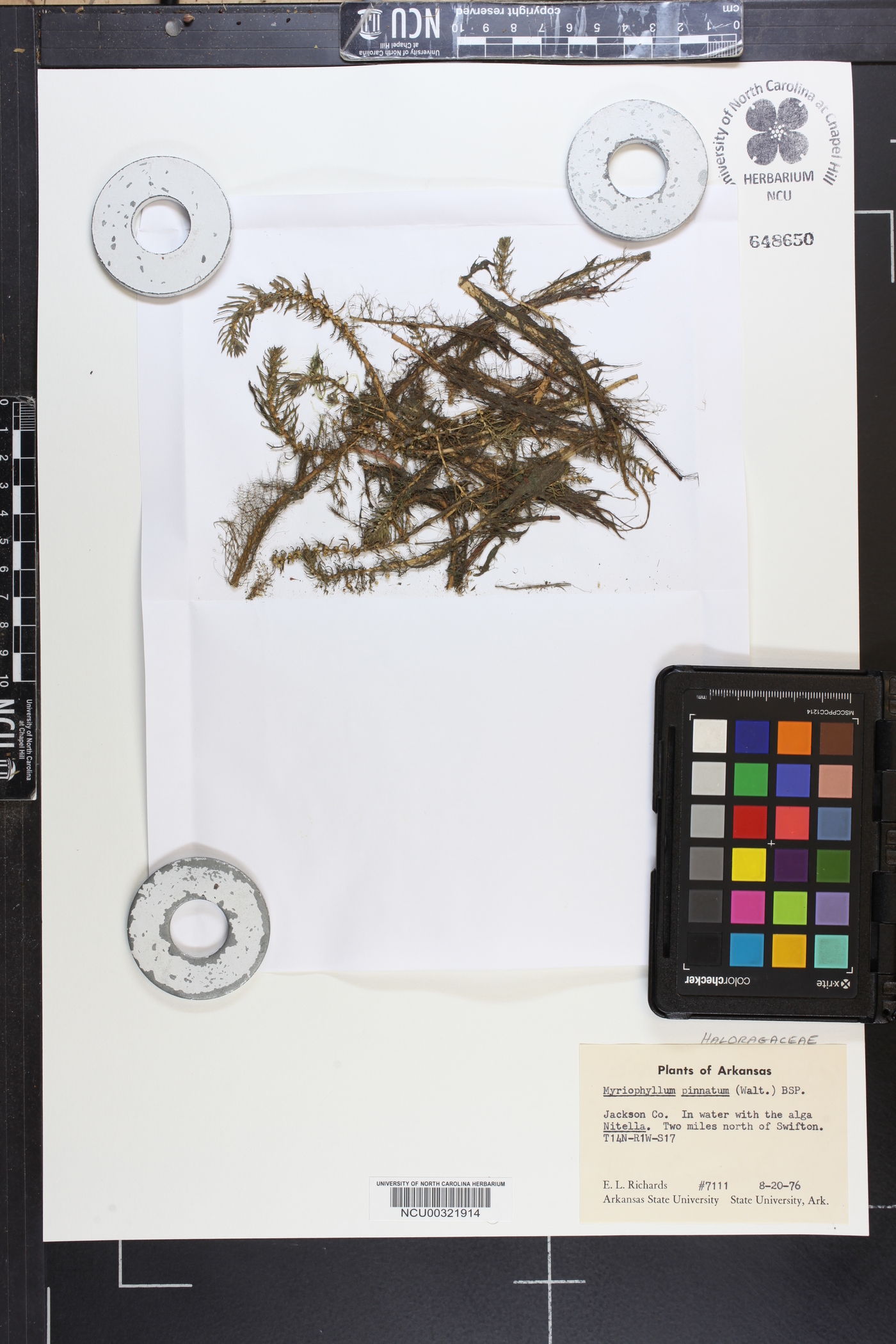 Myriophyllum pinnatum image