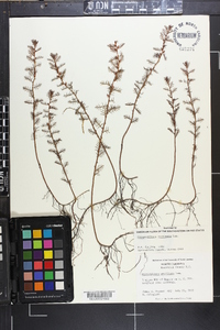 Proserpinaca pectinata image