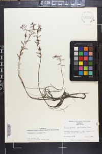 Proserpinaca pectinata image