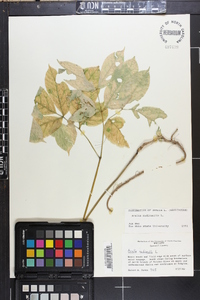 Aralia nudicaulis image