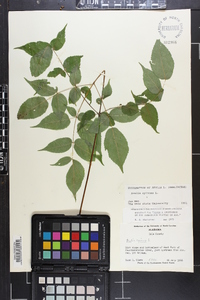 Aralia spinosa image