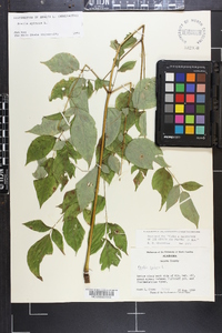 Aralia spinosa image