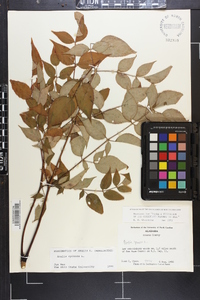 Aralia spinosa image