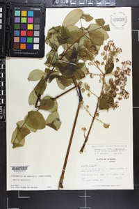 Aralia spinosa image