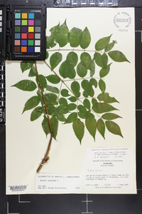 Aralia spinosa image