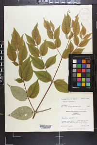 Aralia spinosa image