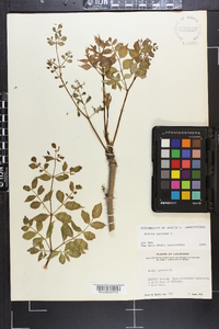 Aralia spinosa image