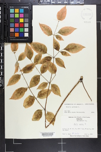 Aralia spinosa image