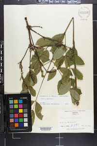 Aralia spinosa image