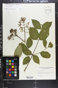 Aralia spinosa image