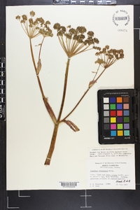 Angelica triquinata image