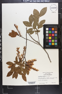 Leucothoe racemosa image