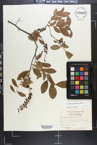 Leucothoe racemosa image