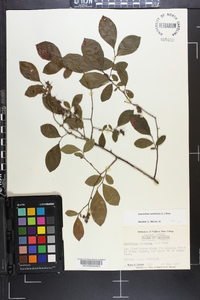 Leucothoe racemosa image