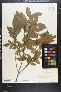 Leucothoe racemosa image