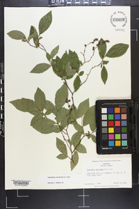 Leucothoe racemosa image