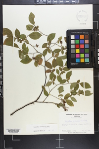 Leucothoe racemosa image