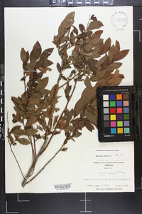 Leucothoe racemosa image