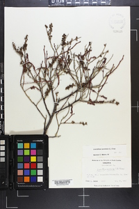 Leucothoe racemosa image