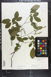 Leucothoe racemosa image