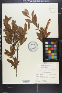 Leucothoe racemosa image