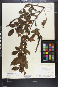 Leucothoe racemosa image