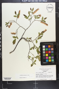 Leucothoe racemosa image