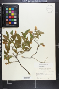 Leucothoe racemosa image