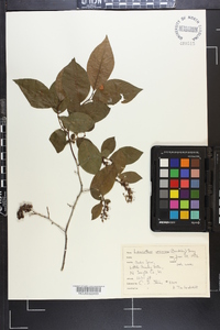 Leucothoe racemosa image