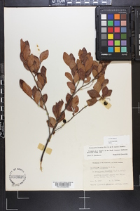 Gaylussacia frondosa image