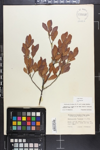 Gaylussacia frondosa image