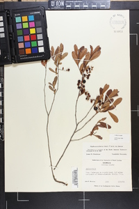 Gaylussacia dumosa image