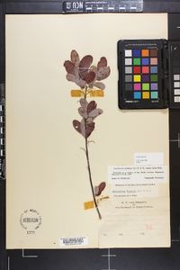 Gaylussacia frondosa image