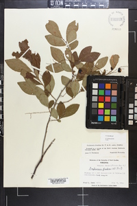 Gaylussacia frondosa image