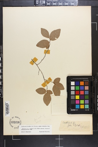 Gaylussacia frondosa image