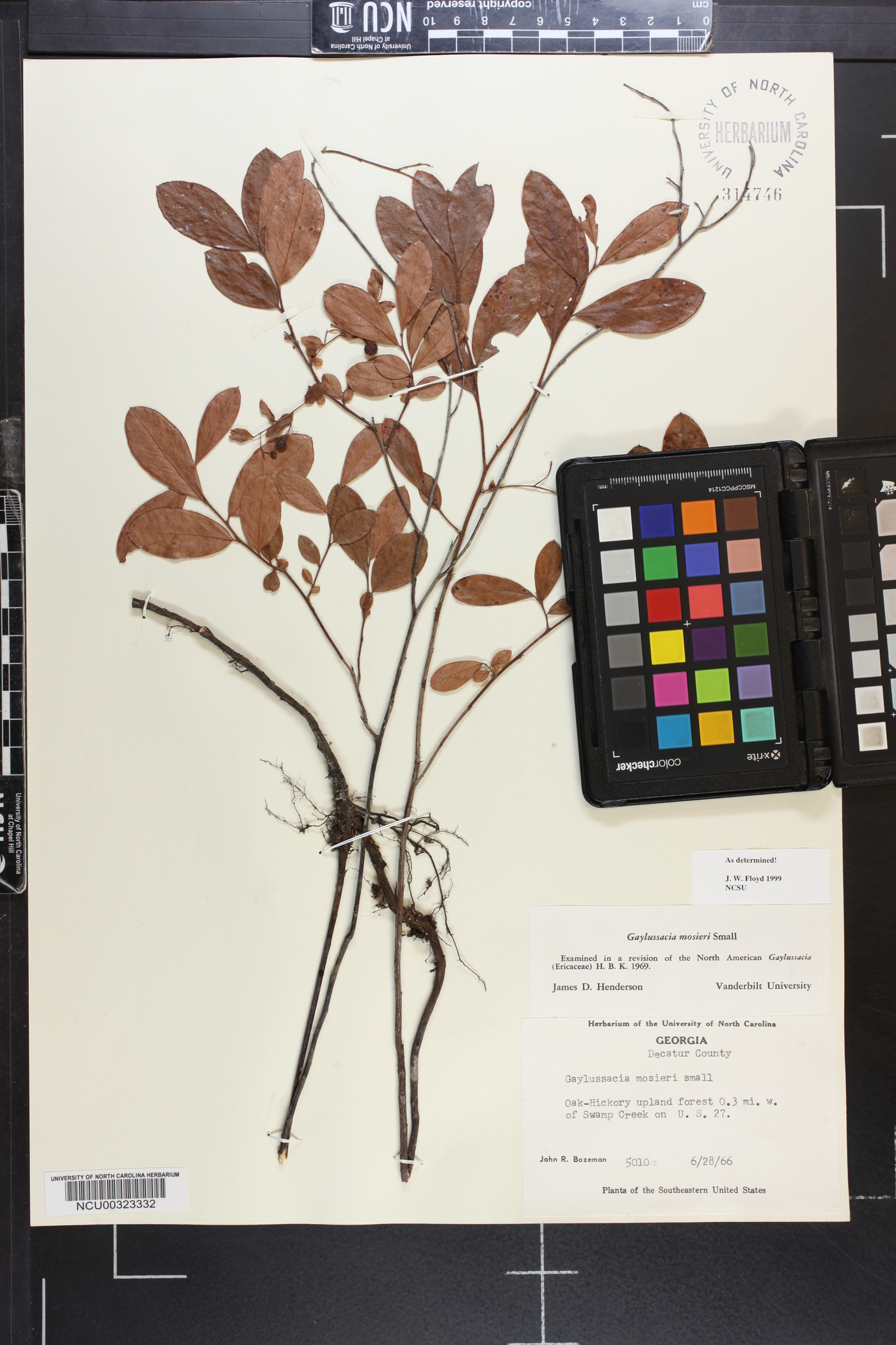 Gaylussacia mosieri image