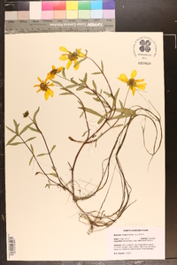 Bidens laevis image