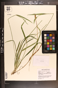 Carex kraliana image