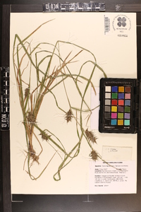 Carex louisianica image