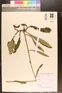 Vernonia acaulis image